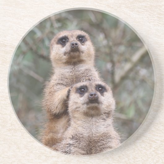 Meerkat 035 getränkeuntersetzer (Vorne)