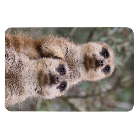 Meerkat 035 magnet (Horizontal)