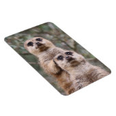 Meerkat 035 magnet (Rechte Seite)
