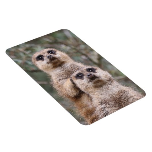Meerkat 035 magnet (Rechte Seite)