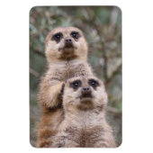 Meerkat 035 magnet (Vertikal)
