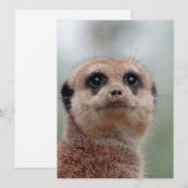Meerkat 036 feiertagskarte (Vorne/Hinten)