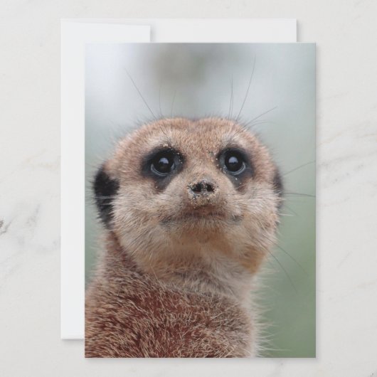 Meerkat 036 feiertagskarte (Vorderseite)