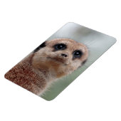Meerkat 036 magnet (Linke Seite)