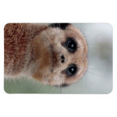 Meerkat 036 magnet (Horizontal)