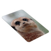 Meerkat 036 magnet (Rechte Seite)