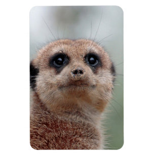 Meerkat 036 magnet