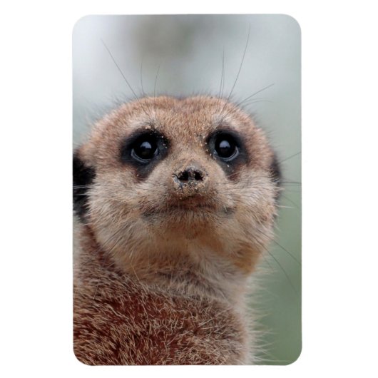 Meerkat 036 magnet (Vertikal)