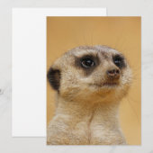 Meerkat 037 feiertagskarte (Vorne/Hinten)