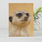 Meerkat 037 feiertagskarte (Stehend Vorderseite)