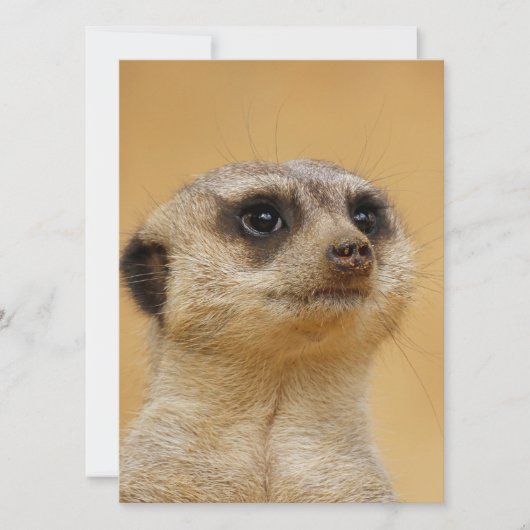 Meerkat 037 feiertagskarte (Vorderseite)