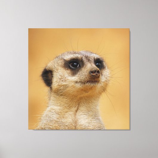 Meerkat 037 leinwanddruck (Vorderseite)