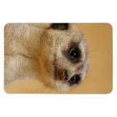 Meerkat 037 magnet (Horizontal)
