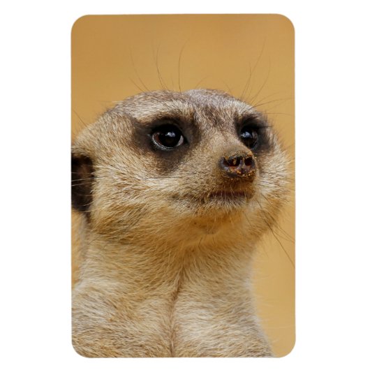 Meerkat 037 magnet (Vertikal)