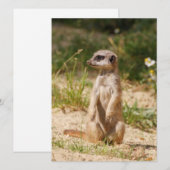 Meerkat 038 feiertagskarte (Vorne/Hinten)