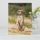 Meerkat 038 feiertagskarte (Stehend Vorderseite)