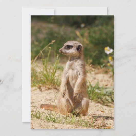 Meerkat 038 feiertagskarte (Vorderseite)