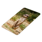 Meerkat 038 magnet (Linke Seite)