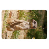 Meerkat 038 magnet (Horizontal)