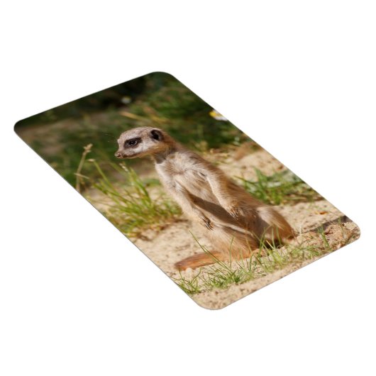 Meerkat 038 magnet (Rechte Seite)