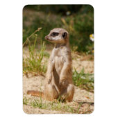 Meerkat 038 magnet (Vertikal)
