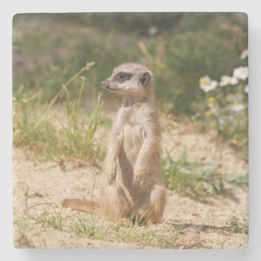 Meerkat 038 steinuntersetzer (Vorderseite)