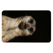 Meerkat 040 magnet (Horizontal)