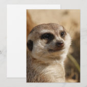 Meerkat 041 feiertagskarte (Vorne/Hinten)