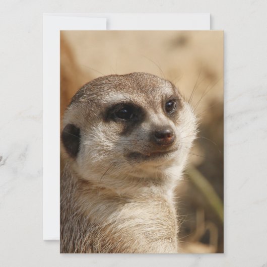 Meerkat 041 feiertagskarte (Vorderseite)
