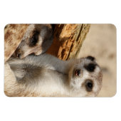 Meerkat 042 magnet (Horizontal)