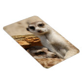 Meerkat 042 magnet (Rechte Seite)