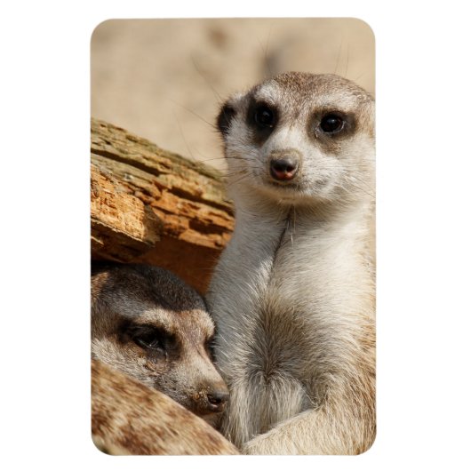 Meerkat 042 magnet (Vertikal)