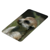Meerkat 043 magnet (Linke Seite)