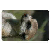 Meerkat 043 magnet (Horizontal)
