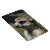 Meerkat 043 magnet (Rechte Seite)