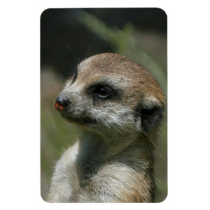 Meerkat 043 magnet