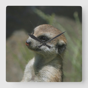 Meerkat 043 quadratische wanduhr