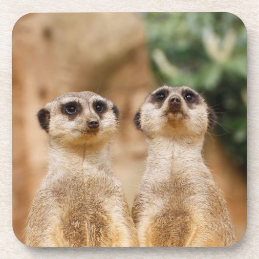 Meerkat_044 Getränkeuntersetzer (Vorderseite)