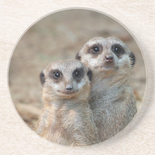 Meerkat 047 getränkeuntersetzer (Vorne)