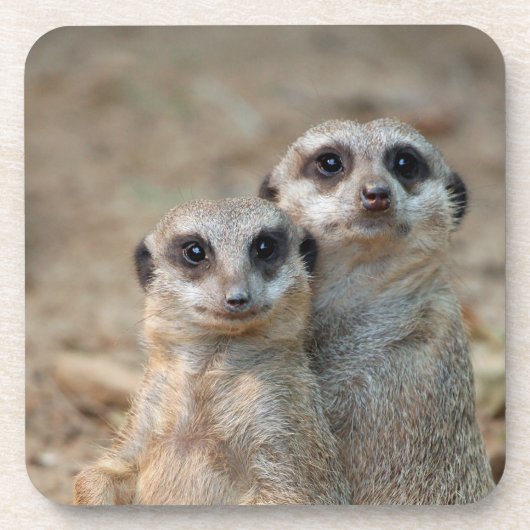 Meerkat 047 getränkeuntersetzer (Vorderseite)
