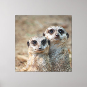 Meerkat 047 leinwanddruck