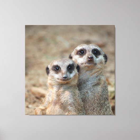 Meerkat 047 leinwanddruck (Vorderseite)