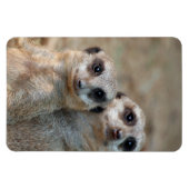 Meerkat 047 magnet (Horizontal)