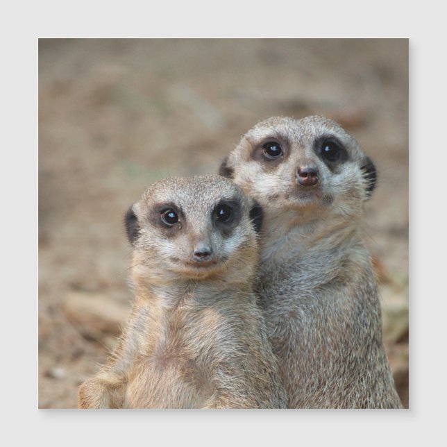 Meerkat 047 magnetkarte (Vorderseite)