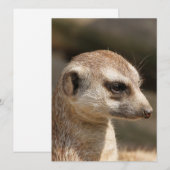 Meerkat 048 feiertagskarte (Vorne/Hinten)