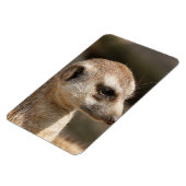 Meerkat 048 magnet (Linke Seite)