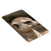 Meerkat 048 magnet (Rechte Seite)