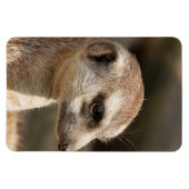 Meerkat 048 magnet (Horizontal)