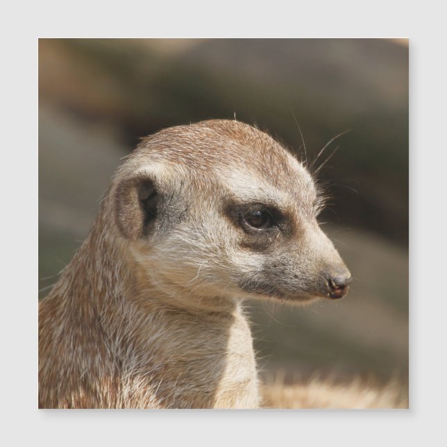 Meerkat 048 magnetkarte (Vorderseite)