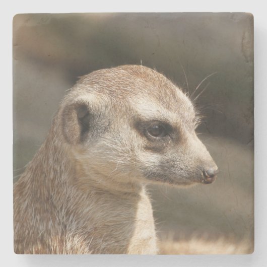 Meerkat 048 steinuntersetzer (Vorderseite)